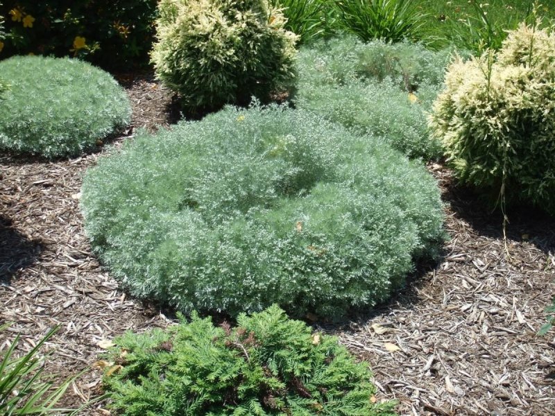 Полынь Шмидта Artemisia schmidtiana Silver Mound