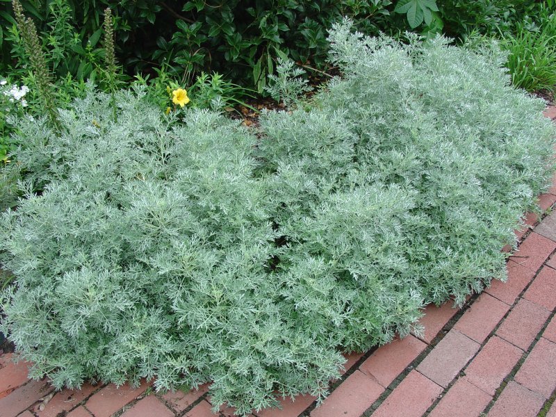 Полынь ABS. Lambrook Silver
