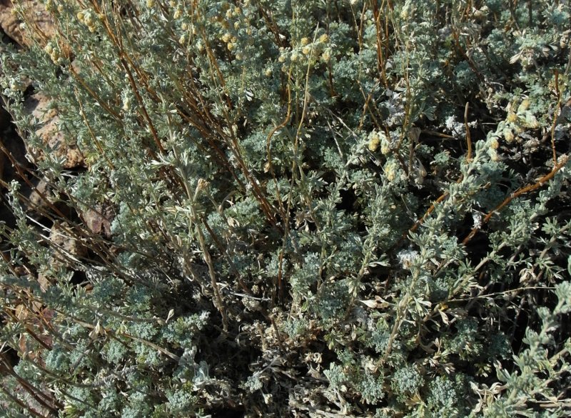 Полынь холодная Artemisia frigida