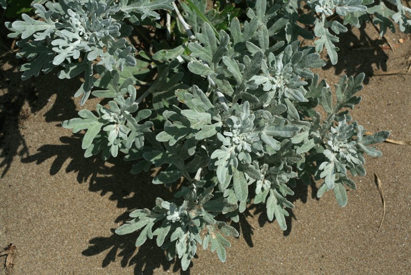 Полынь Makana™ Silver