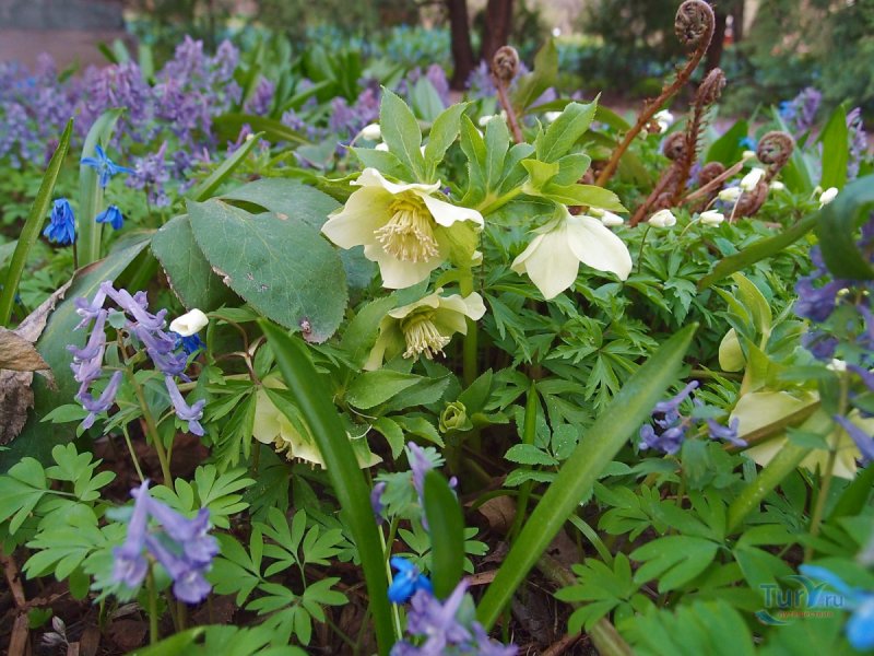 Helleborus морозник в ландшафте
