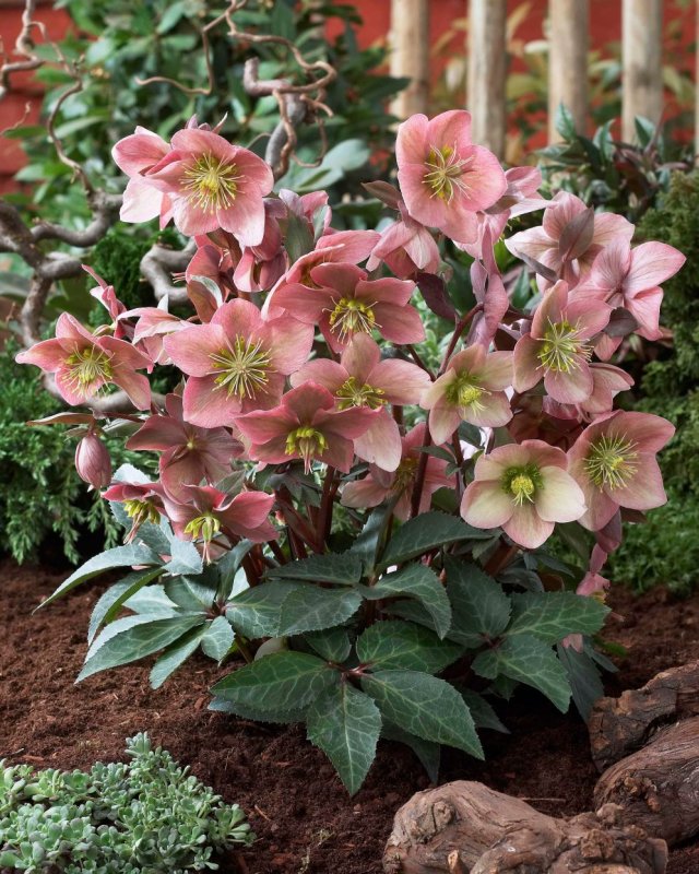 Морозник Helleborus Angel Glow