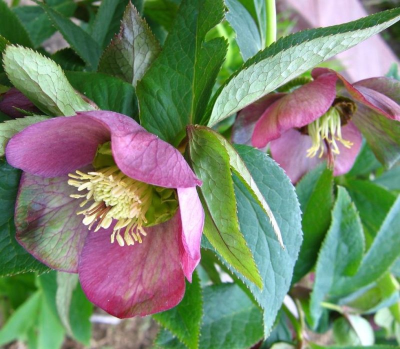 Helleborus Blue Lady