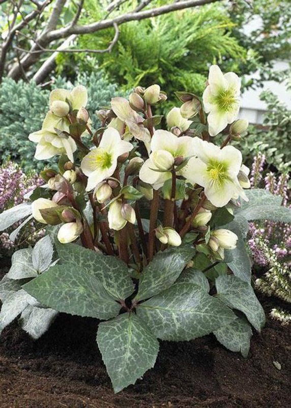 Морозник Восточный (Helleborus orientalis)