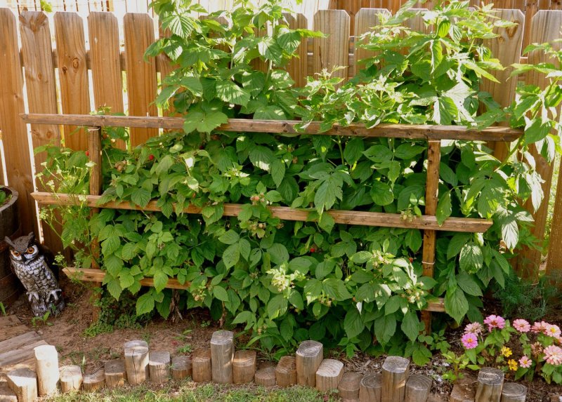 Мульчировать смородины кусты