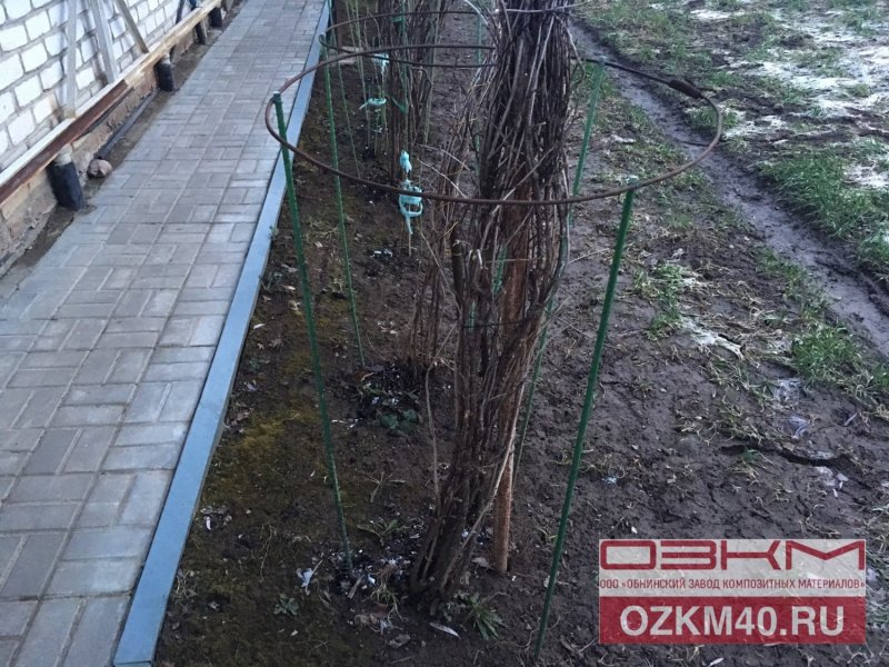 Кусты смородины на участке