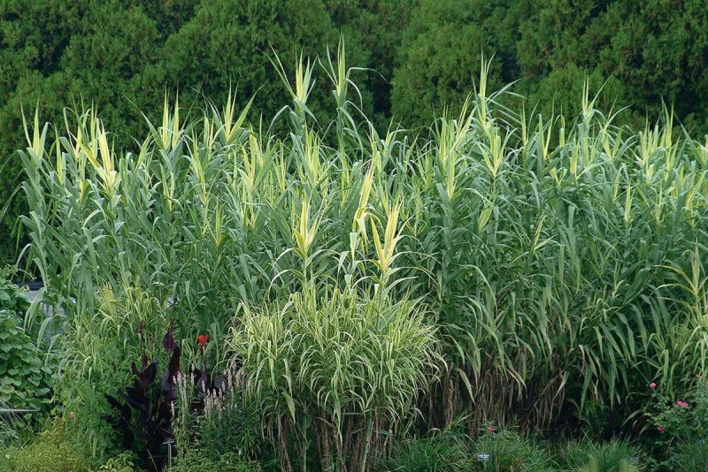 Арундо донакс ( Arundo Donax)