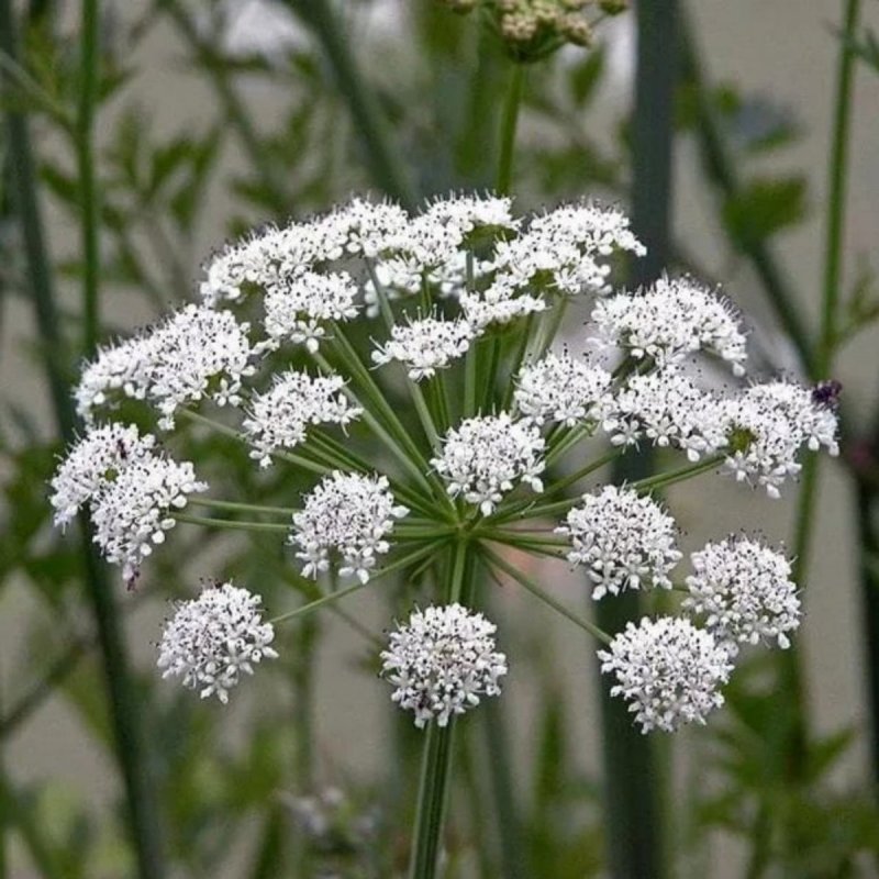 Oenanthe crocata