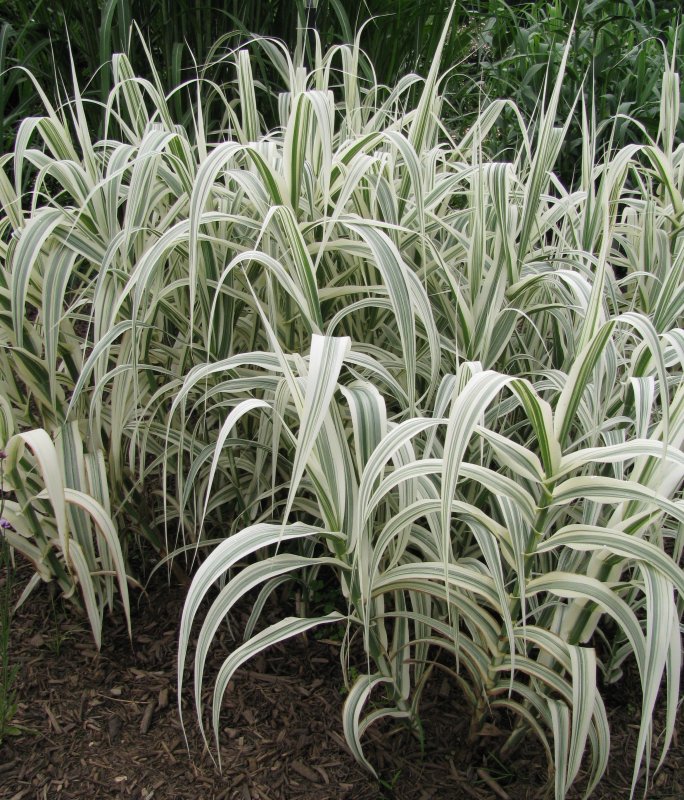 Arundo Donax 'Aureovariegata'-арундо тростниковидный