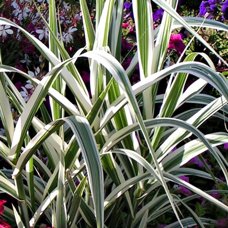 Arundo Donax versicolor