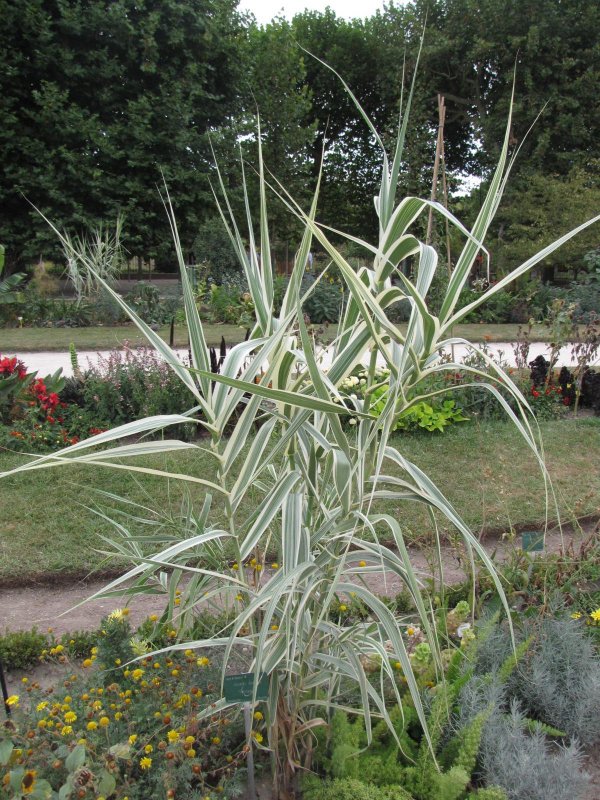 Arundo Donax variegata