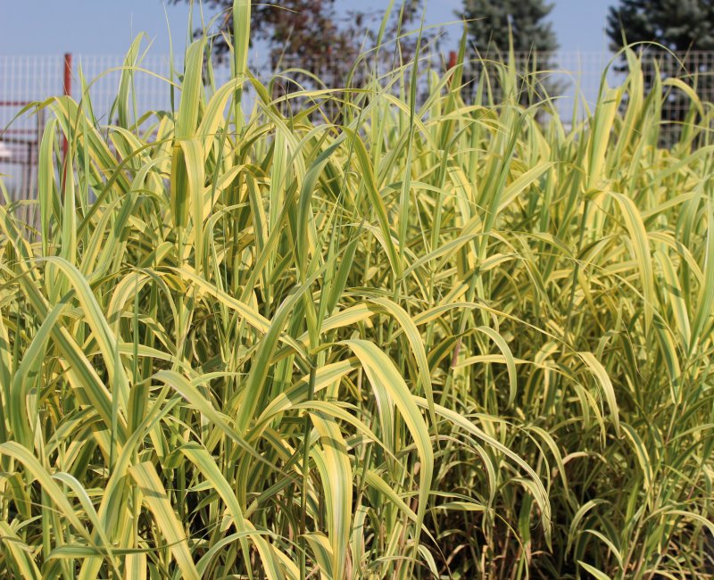 Arundo Donax