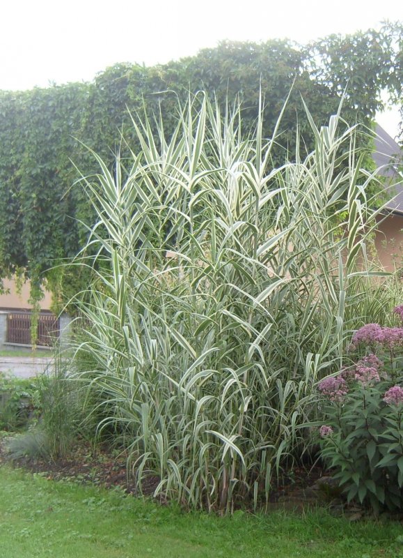 Arundo Donax