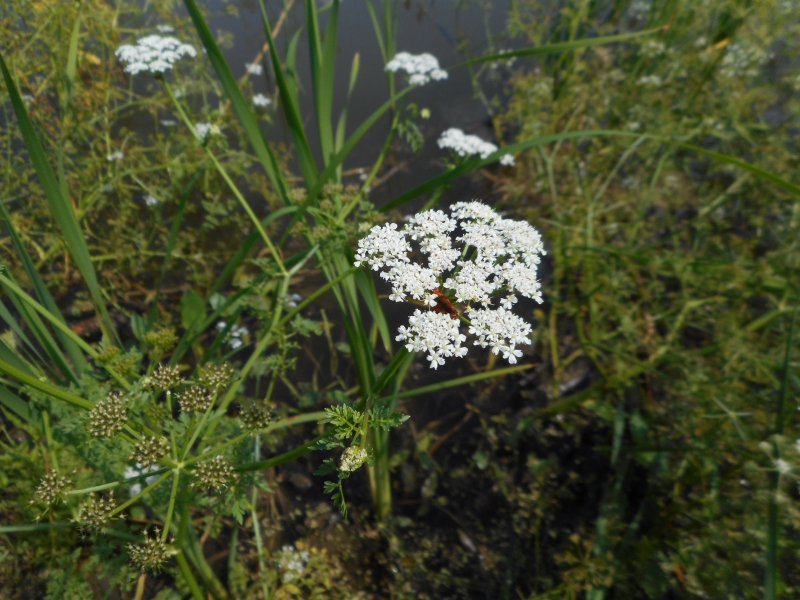 Oenanthe Aquatica