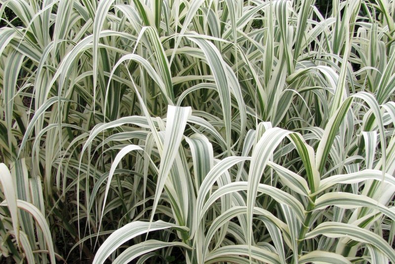 Arundo Donax