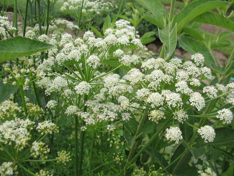 Растение Oenanthe crocata