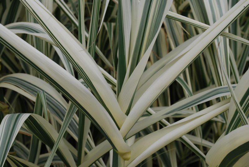 Arundo Donax