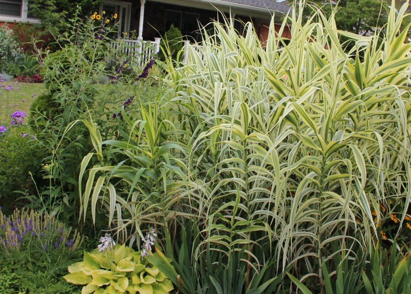 Арундо Arundo Donax Ely