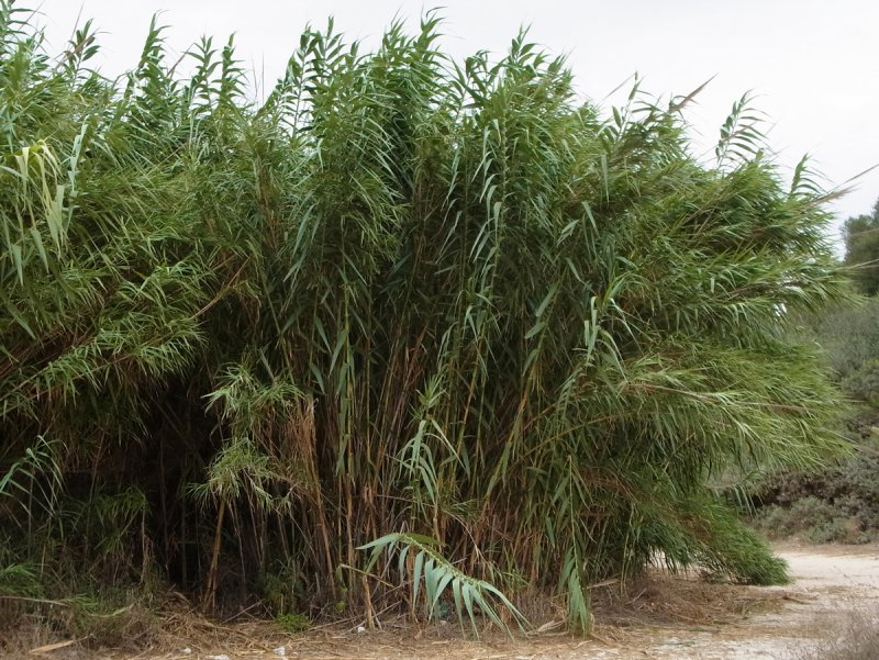 Arundo Donax variegata