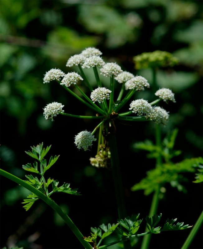 Oenanthe crocata