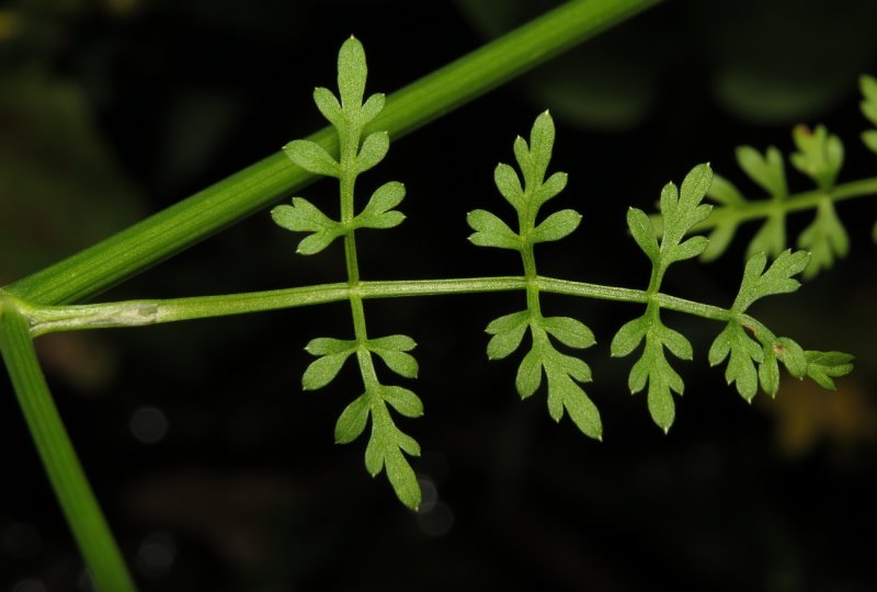 Омежник Водный (Oenanthe Aquatica l.)