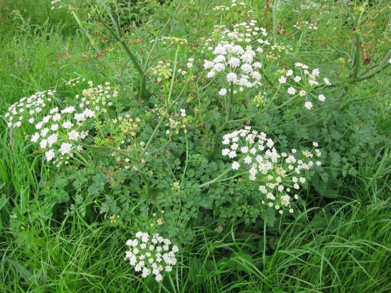 Oenanthe crocata