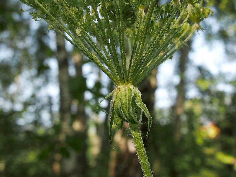 Cicuta virosa стебель