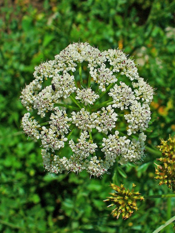 Oenanthe crocata