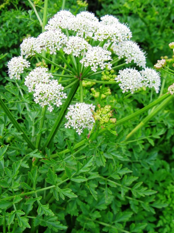 Oenanthe crocata