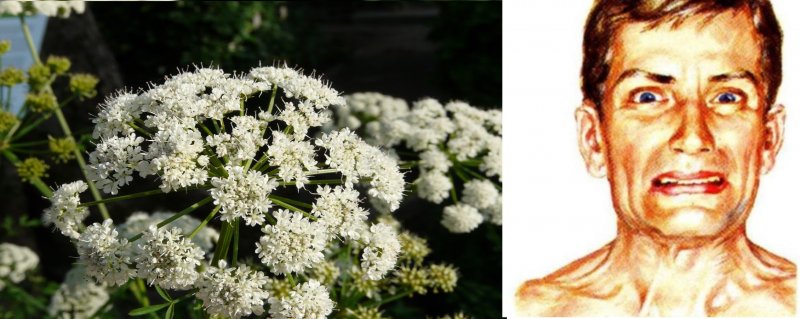 Oenanthe crocata улыбка
