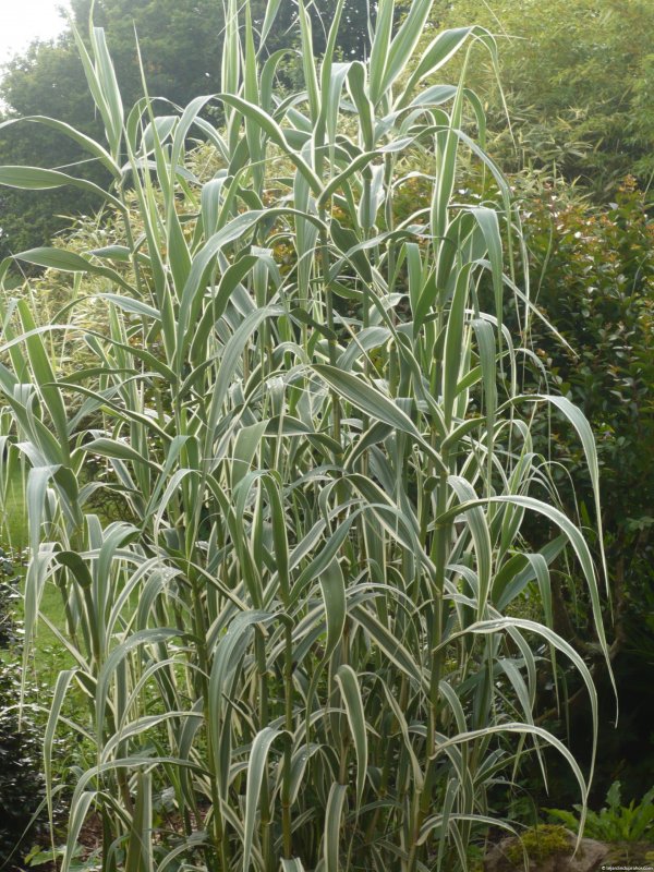 Арундо Arundo Donax Ely