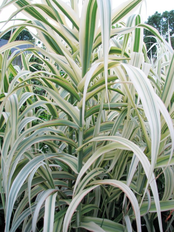 Arundo Donax variegata