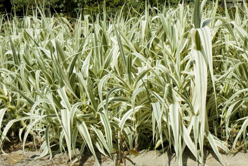 Giant Reed