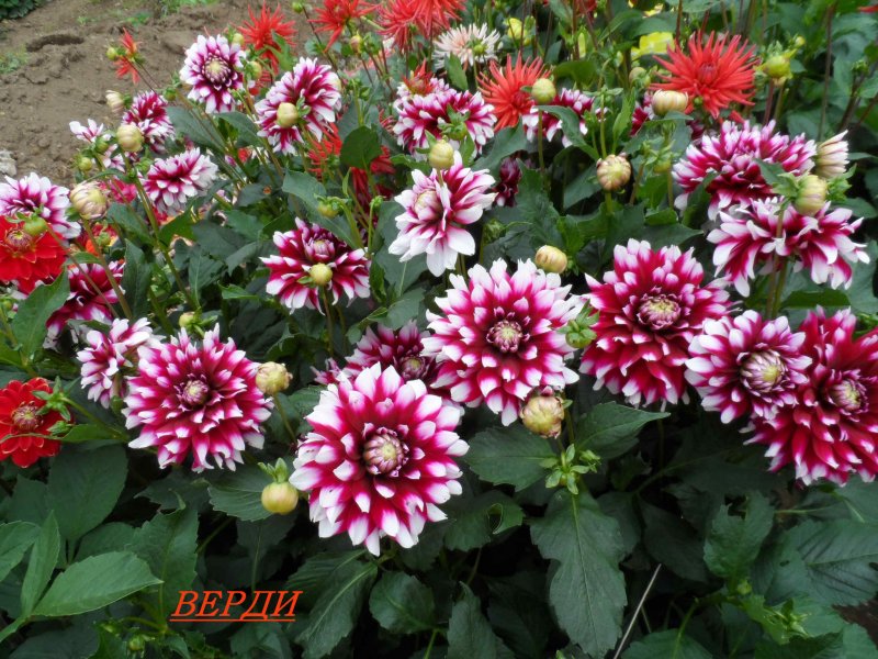 Георгина бордюрная Верди