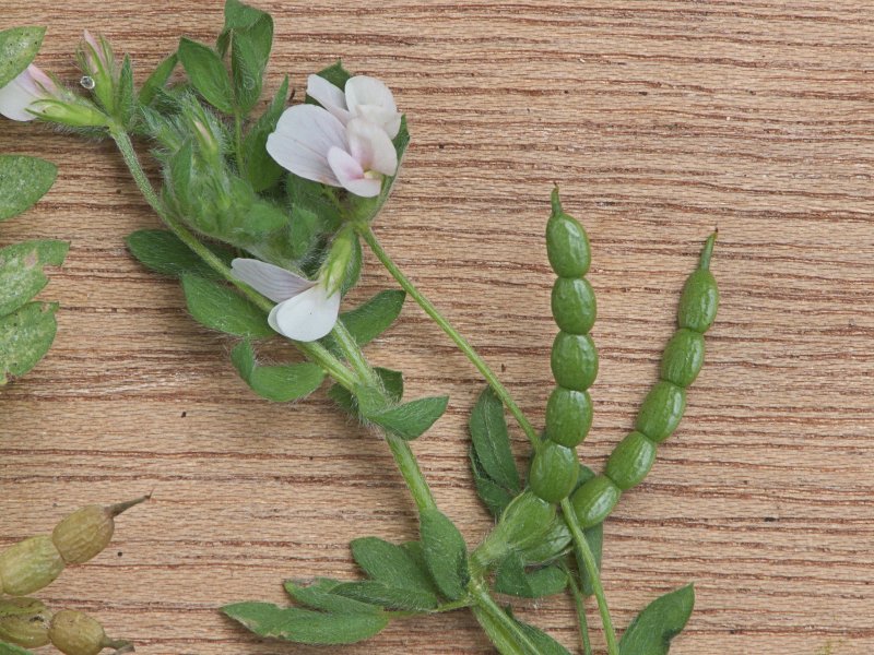 Ornithopus sativus