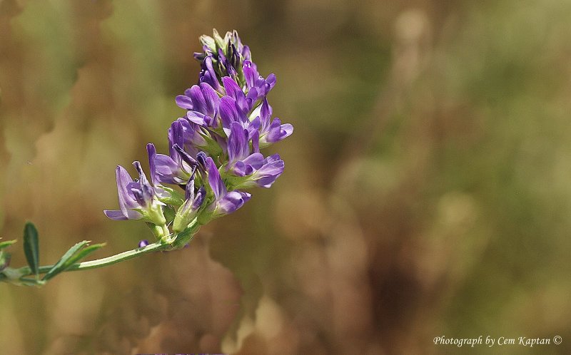 Люцерна Medicago Sativa
