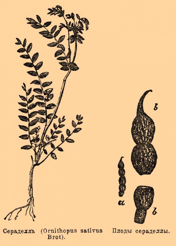 Ornithopus sativus