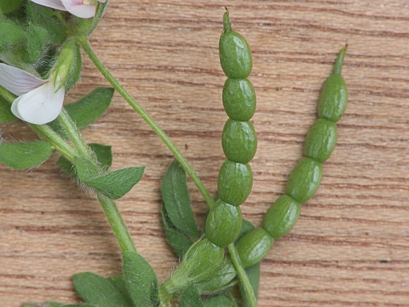 Ornithopus sativus