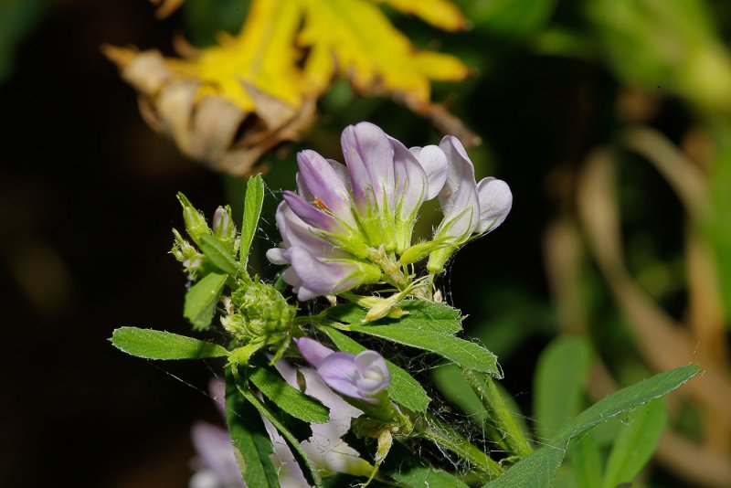 Люцерна Medicago Sativa