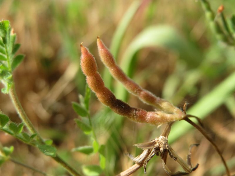 Ornithopus растение