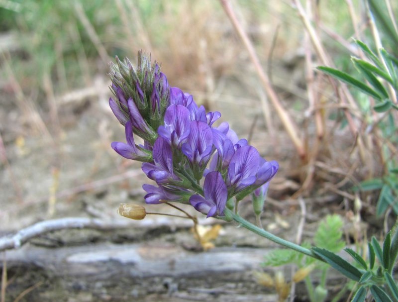 Medicago caerulea
