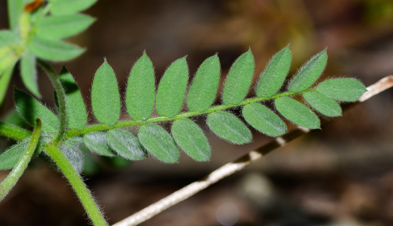 Ornithopus sativus