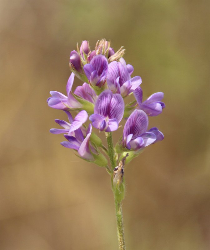 Medicago caerulea