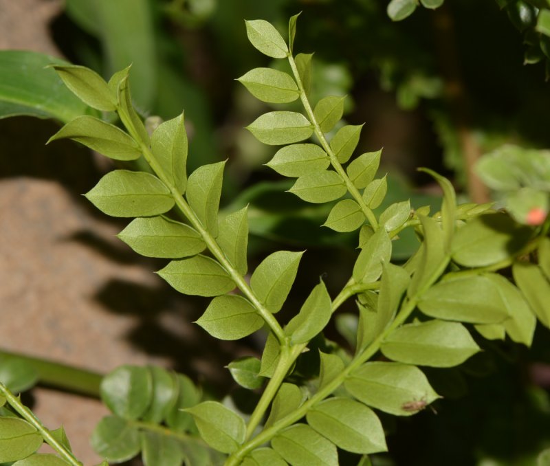 Schotia latifolia