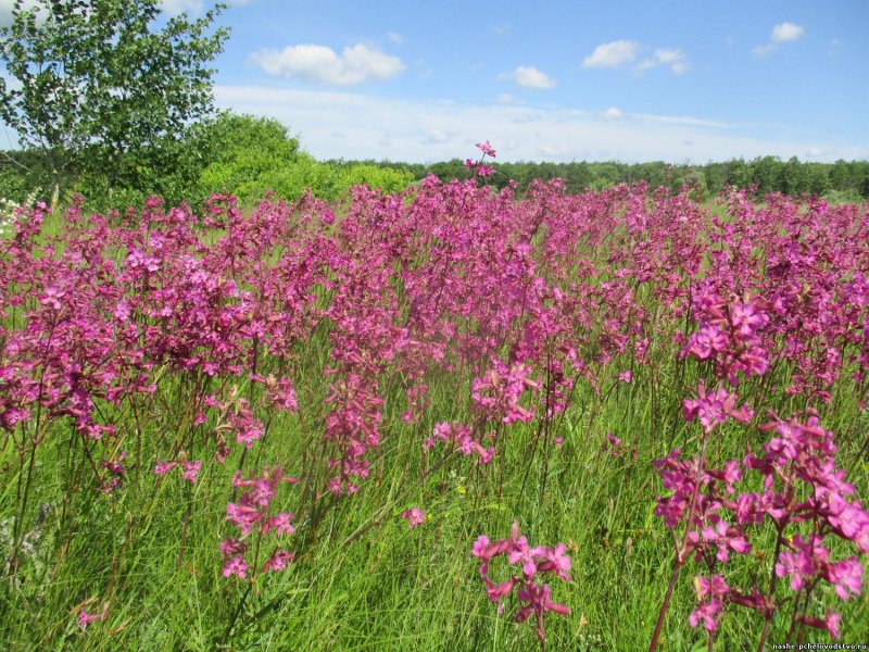 Смолка клейкая (75 фото)