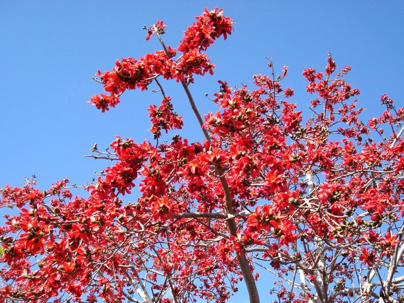 Ceiba pentandra