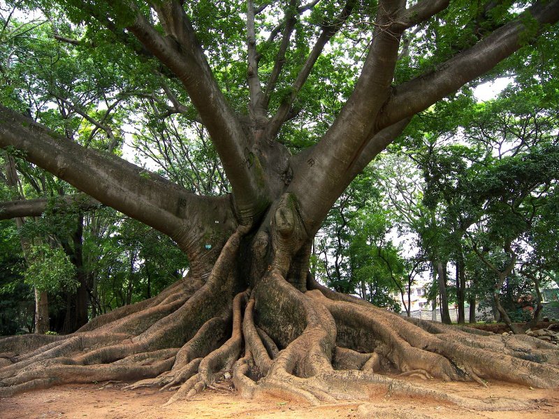Ceiba pentandra