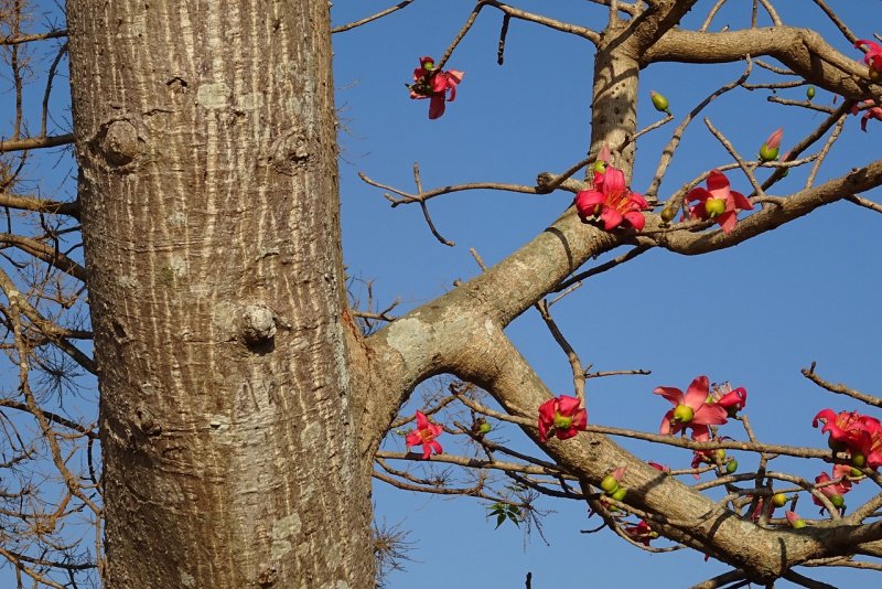 Bombax Ceiba дерево