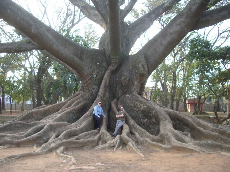 Coral Tree (Erythrina lysistemon)