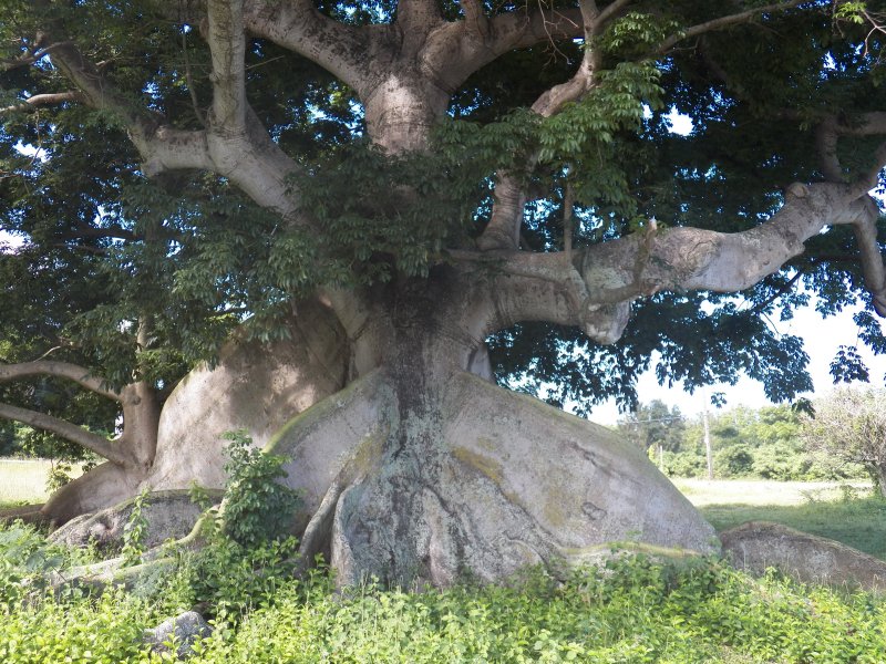Хлопковое дерево Bombax Ceiba